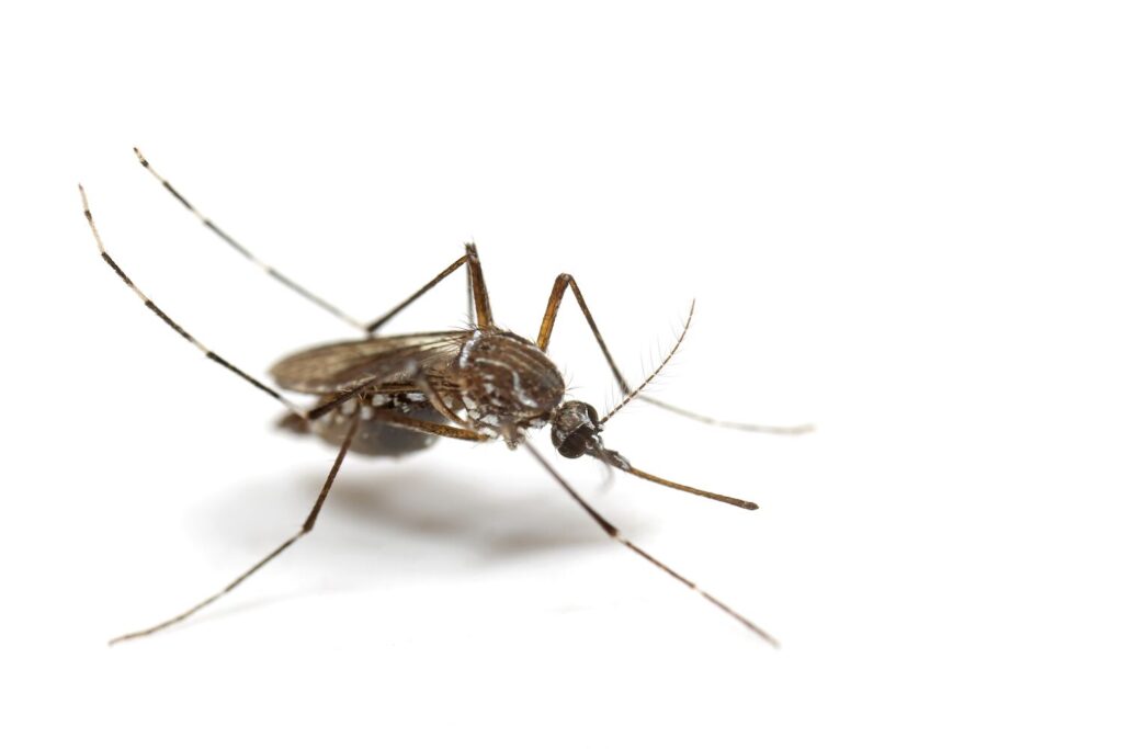 mosquitos 1024x683